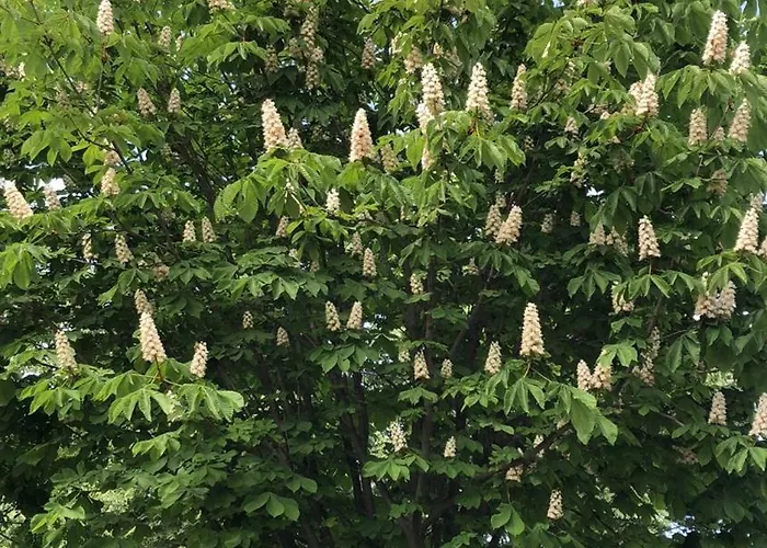 The House Of Roses Casa de hóspedes 4*