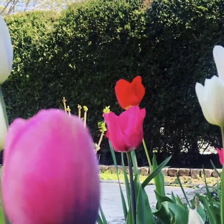 Гостевой дом The House Of Roses 4*