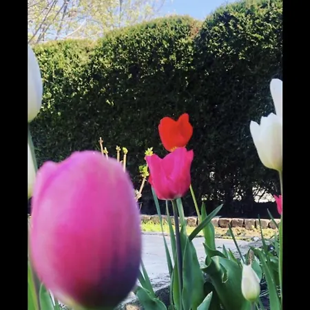 The House Of Roses Гостевой дом Эфорие Норд