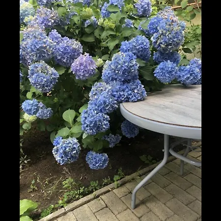 Penzion The House Of Roses 4*