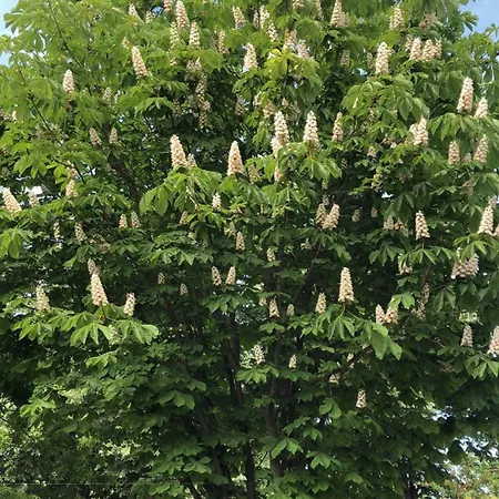 The House Of Roses Гостевой дом 4*