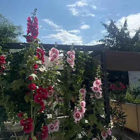 The House Of Roses Guest house
