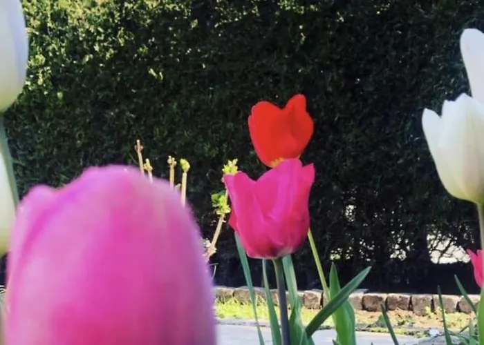 Gæstehus The House Of Roses 4*