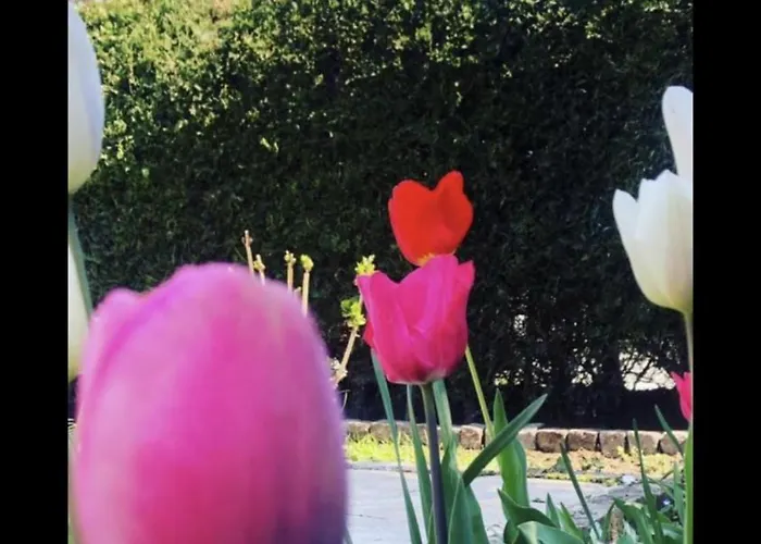 The House Of Roses Gæstehus Eforie Nord