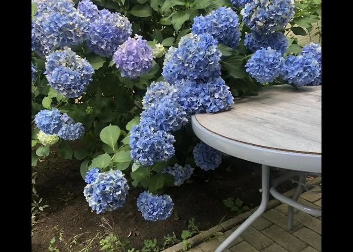 Gæstehus The House Of Roses 4*